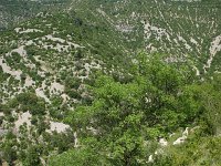 F, Herault, Saint-Maurice-Navacelles, Gorge de la Vis 8, Saxifraga-Dirk Hilbers