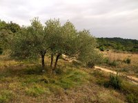 F, Herault, Teyran 2, Saxifraga-Hans Dekker