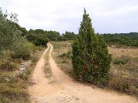 F, Herault, Teyran 3, Saxifraga-Hans Dekker