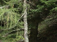 F, Isere, Gresse-en-Vercors 7, Saxifraga-Jan van der Straaten