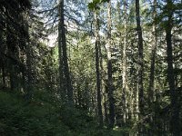 F, Isere, Gresse-en-Vercors, Bois de la Dray 1, Saxifraga-Willem van Kruijsbergen