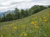 F, Isere, Gresse-en-Vercors, Brisou 17, Saxifraga-Willem van Kruijsbergen