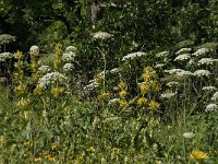 F, Isere, Gresse-en-Vercors, Chomeil 4, Saxifraga-Willem van Kruijsbergen