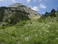 F, Isere, Gresse-en-Vercors, Col de l Aupet 15, Saxifraga-Willem van Kruijsbergen