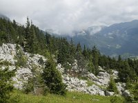 F, Isere, Gresse-en-Vercors, Col de l Aupet 24, Saxifraga-Willem van Kruijsbergen