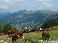 F, Isere, Gresse-en-Vercors, Crete du Brisou 1, Saxifraga-Jan van der Straaten