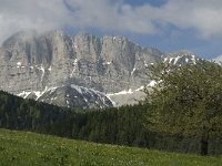 F, Isere, Gresse-en-Vercors, Grand Veymont 20, Saxifraga-Jan van der Straaten