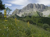 F, Isere, Gresse-en-Vercors, Grand Veymont 34, Saxifraga-Willem van Kruijsbergen