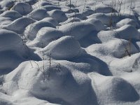 F, Isere, Gresse-en-Vercors, La Ville 2, Saxifraga-Jan van der Straaten