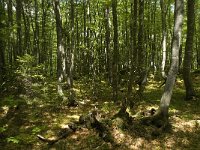 F, Isere, Gresse-en-Vercors, Maupas 1, Saxifraga-Jan van der Straaten