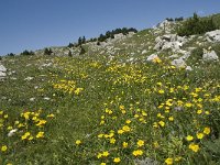 F, Isere, Gresse-en-Vercors, Pas de la Selle 14, Saxifraga-Willem van Kruijsbergen