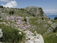 F, Isere, Gresse-en-Vercors, Pas de la Selle 17, Saxifraga-Willem van Kruijsbergen