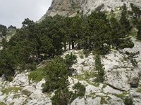 F, Isere, Gresse-en-Vercors, Pas de la Selle 32, Saxifraga-Willem van Kruijsbergen