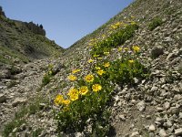 F, Isere, Gresse-en-Vercors, Pas des Bachassons 41, Saxifraga-Willem van Kruijsbergen