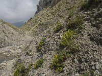 F, Isere, Gresse-en-Vercors, Pas des Bachassons 48, Saxifraga-Willem van Kruijsbergen