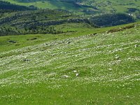 F, Isere, Gresse-en-Vercors, Pas du Serpaton 22, Saxifraga-Willem van Kruijsbergen