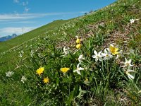 F, Isere, Gresse-en-Vercors, Pas du Serpaton 26, Saxifraga-Willem van Kruijsbergen