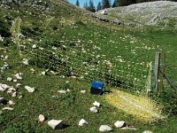 F, Isere, Gresse-en-Vercors, Plaine de la Chau 3, Saxifraga-Marijke Verhagen