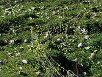 F, Isere, Gresse-en-Vercors, Plaine de la Chau 4, Saxifraga-Marijke Verhagen