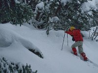 F, Isere, Gresse-en-Vercors, Serpaton 1, Saxifraga-Marijke Verhagen