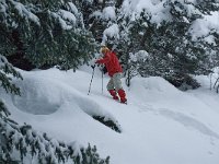 F, Isere, Gresse-en-Vercors, Serpaton 2, Saxifraga-Marijke Verhagen