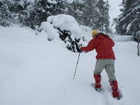 F, Isere, Gresse-en-Vercors, Serpaton 3, Saxifraga-Marijke Verhagen