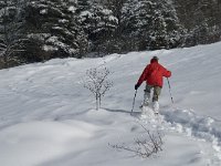 F, Isere, Gresse-en-Vercors, Serpaton 9, Saxifraga-Jan van der Straaten