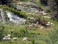 F, Isere, Gresse-en-Vercors, Sous Pierre Blanche 1, Saxifraga-Jan van der Straaten