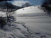 F, Isere, Gresse-en-Vercors, Uclaire 9, Saxifraga-Jan van der Straaten