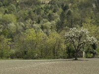 F, Isere, Le Gua, Derriere les Trucs 1, Saxifraga-Jan van der Straaten