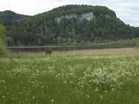 F, Jura, Bonlieu, Lac de Bonlieu 2, Saxifraga-Willem van Kruijsbergen