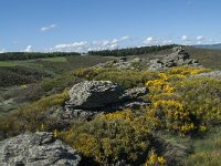 F, Lozere, Barre-des-Cevennes 3, Saxifraga-Willem van Kruijsbergen