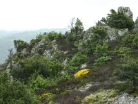 F, Lozere, Bassurels, Mont Aigoual 12, Saxifraga-Dirk Hilbers