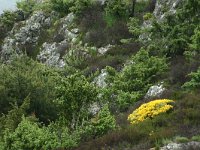 F, Lozere, Bassurels, Mont Aigoual 13, Saxifraga-Dirk Hilbers