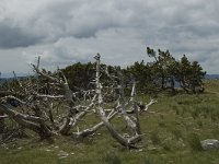 F, Lozere, Bassurels, Mont Aigoual 14, Saxifraga-Marijke Verhagen