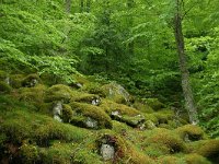 F, Lozere, Bassurels, Mont Aigoual 6, Saxifraga-Dirk Hilbers