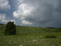 F, Lozere, Causse de Sauveterre 5, Saxifraga-Dirk Hilbers