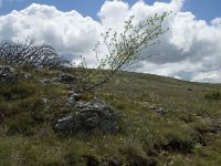 F, Lozere, Florac, Causse de Mejean 9, Saxifraga-Marijke Verhagen