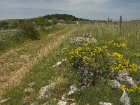 F, Lozere, Hures-la-Parade 15, Saxifraga-Jan van der Straaten