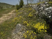 F, Lozere, Hures-la-Parade 26, Saxifraga-Jan van der Straaten