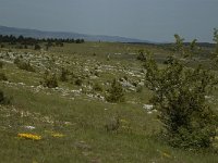 F, Lozere, Hures-la-Parade 28, Saxifraga-Marijke Verhagen