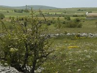 F, Lozere, Hures-la-Parade 43, Saxifraga-Marijke Verhagen