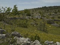 F, Lozere, Hures-la-Parade 53, Saxifraga-Marijke Verhagen