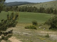 F, Lozere, Hures-la-Parade 59, Saxifraga-Marijke Verhagen