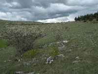 F, Lozere, Hures-la-Parade, Hures 7, Saxifraga-Willem van Kruijsbergen