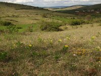 F, Lozere, Hures-la-Parade, Nivoliers 7, Saxifraga-Annemiek Bouwman