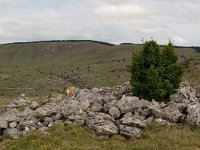 F, Lozere, Hures-la-Parade, Nivoliers 8, Saxifraga-Annemiek Bouwman