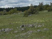 F, Lozere, Le Pompidou, l Hospitalet 44, Saxifraga-Willem van Kruijsbergen