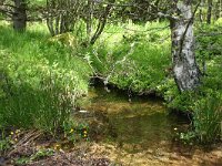 F, Lozere, Le Rozier 17, Saxifraga-Dirk Hilbers