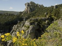 F, Lozere, Le Rozier 8, Saxifraga-Marijke Verhagen